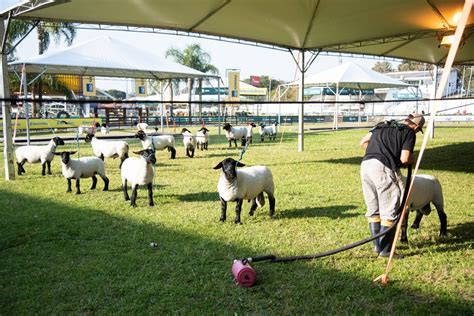 putas de esteio|Acompanhantes em Esteio (RS)